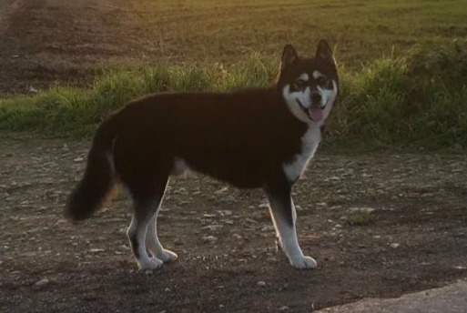 Fundmeldung Hund rassenmischung Männliche Montjean Frankreich