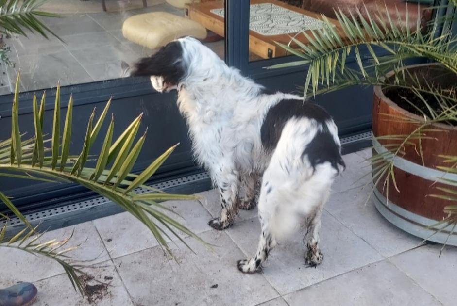 Fundmeldung Hund  Unbekannt La Chapelle-aux-Filtzméens Frankreich