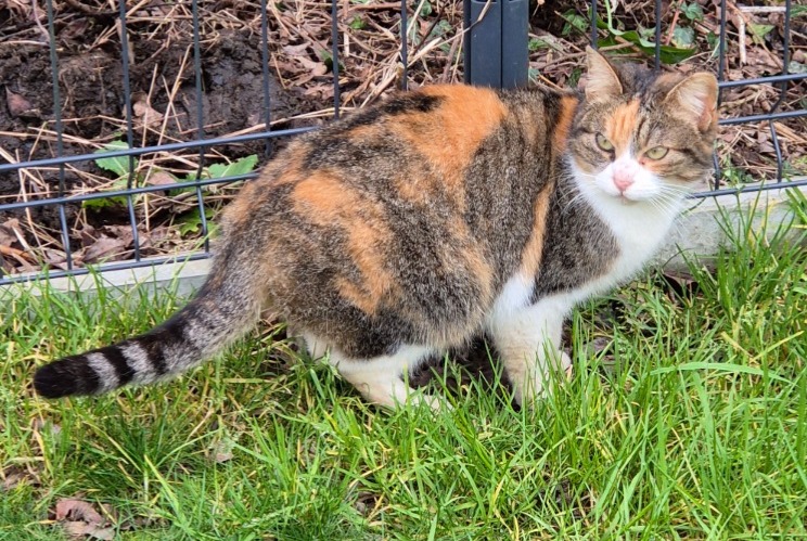 Fundmeldung Katze Unbekannt Kervignac Frankreich