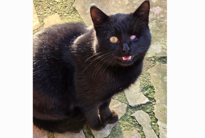 Fundmeldung Katze Männliche Villevaudé Frankreich