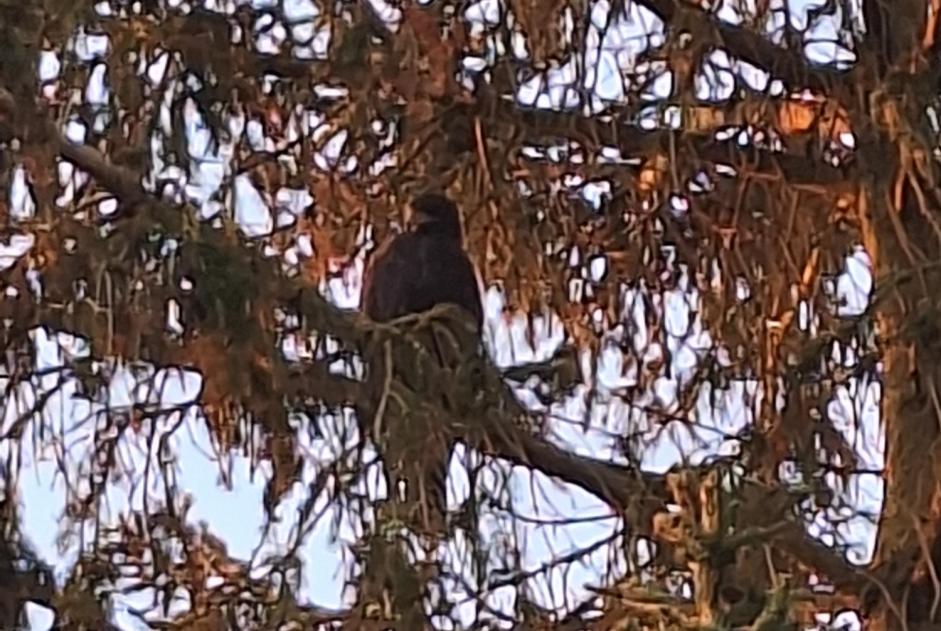 Fundmeldung Vogel Unbekannt Villiers-en-Désœuvre Frankreich