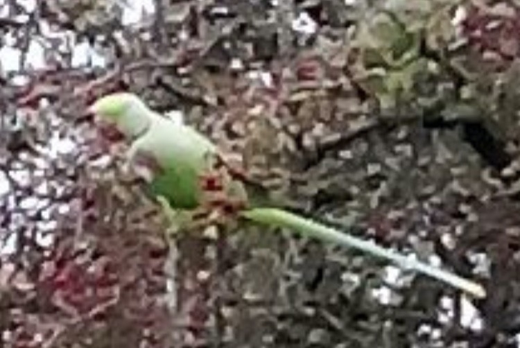 Discovery alert Bird Unknown Lyon France