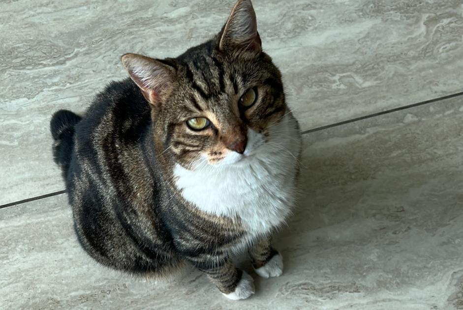 Disappearance alert Cat Male , 7 years Cesseville France