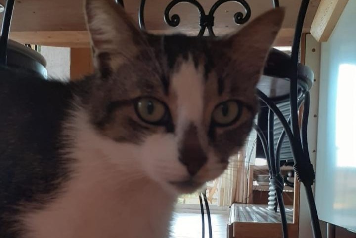 Disappearance alert Cat  Male , 5 years Pontchâteau France