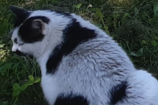 Alerta de Desaparición Gato Macho , 9 años Capoulet-et-Junac Francia