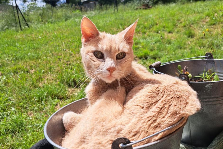 Alerta de Desaparición Gato Macho , 16 años Saint-Priest Francia