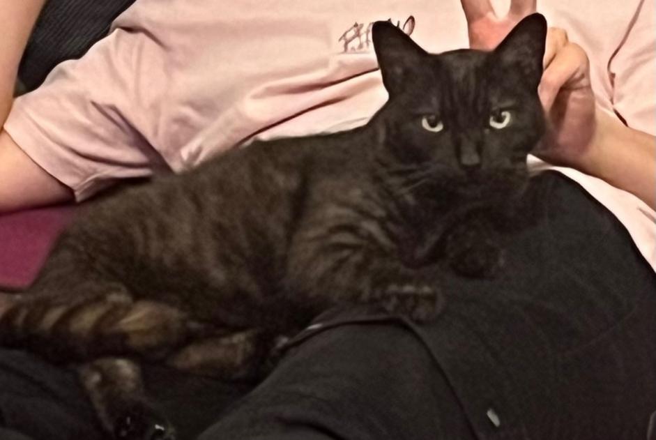 Alerta de Desaparición Gato  Hembra , 5 años Bénodet Francia