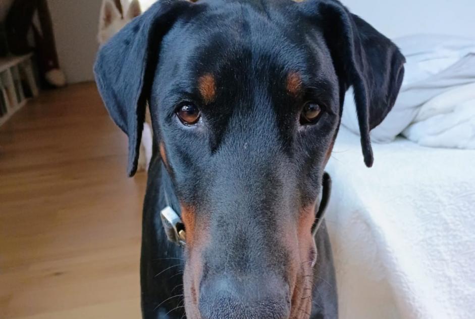 Alerta de Desaparición Perro  Macho , 4 años Orbec Francia