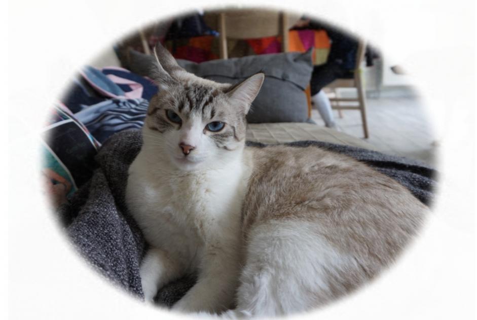 Alerte Disparition Chat  Mâle , 6 ans Lanester France