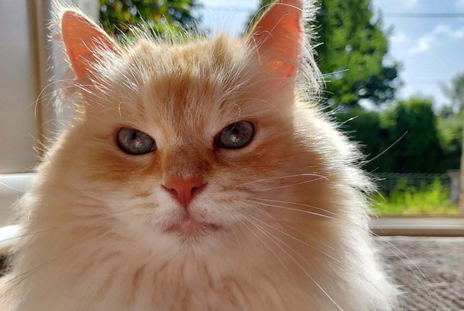 Alerte Disparition Chat  Mâle , 7 ans Motreff France