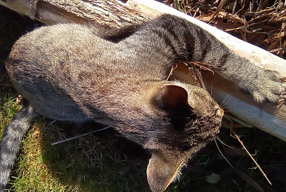 Alerte Disparition Chat croisement Mâle , 4 ans Trégueux France