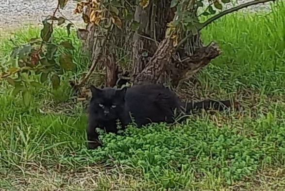 Alerte Disparition Chat Mâle , 13 ans Breteuil France