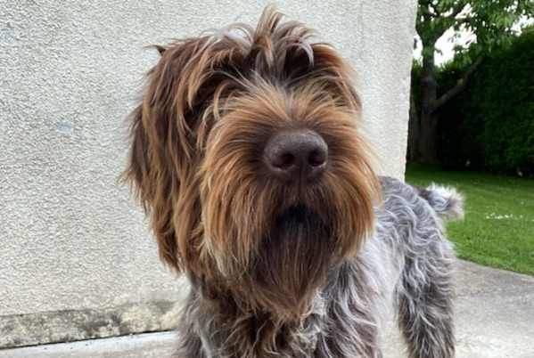 Alerte Disparition Chien  Mâle , 1 ans Saint-Paul-du-Vernay France