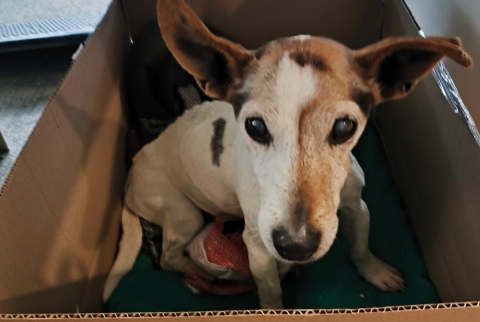 Alerte Découverte Chien  Femelle Les Chères France