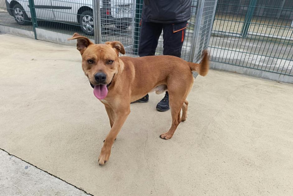 Avviso Ritrovamento Cane incrocio di razze Maschio La Guerche-de-Bretagne Francia