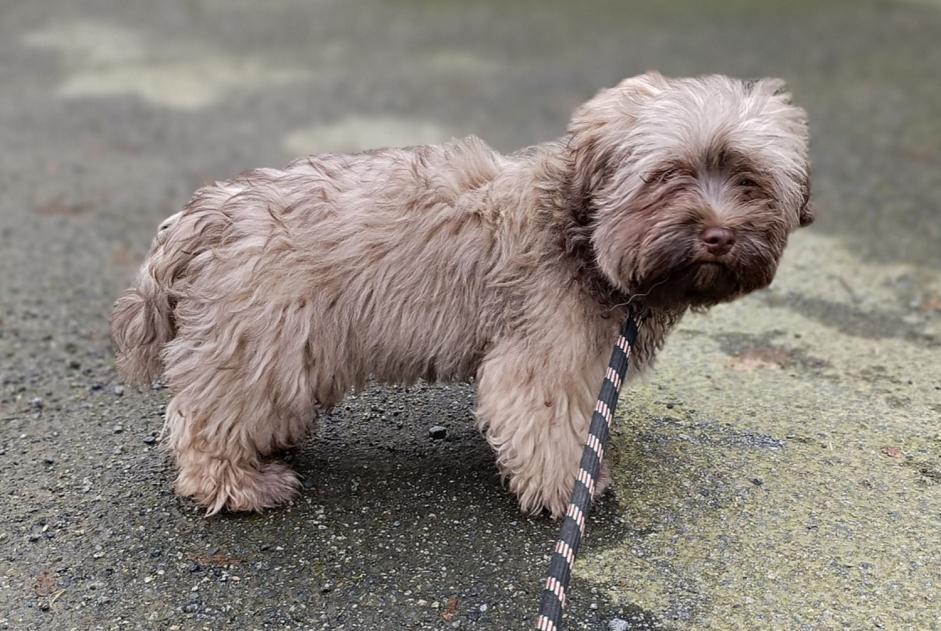 Avviso Ritrovamento Cane  Maschio La Guerche-de-Bretagne Francia