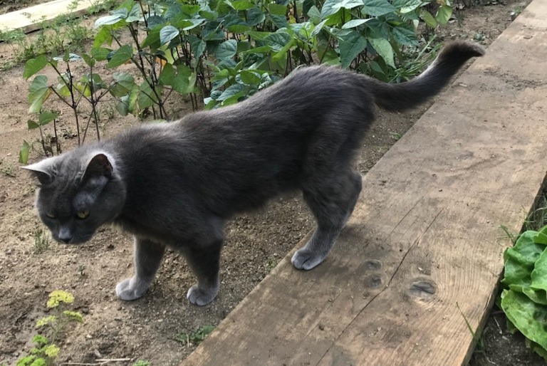 Avviso scomparsa Gatto Femmina , 16 anni Saint-Pierre-en-Auge Francia