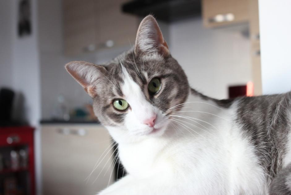 Avviso scomparsa Gatto Maschio , 8 anni Hanvec Francia