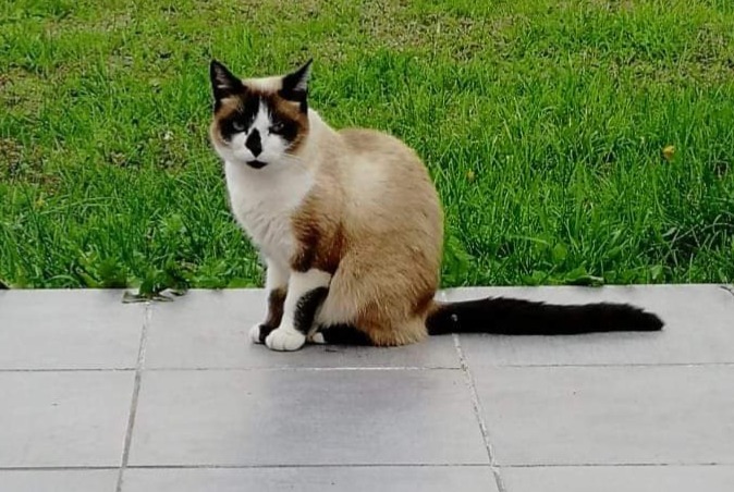 Avviso scomparsa Gatto incrocio di razze Femmina , 7 anni Damgan Francia