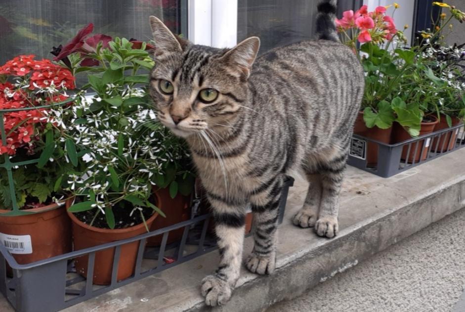 Avviso scomparsa Gatto  Femmina , 1 anni Bazet Francia