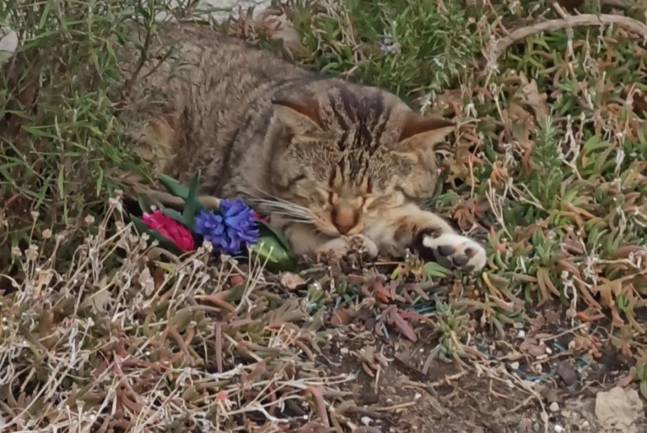 Avviso Ritrovamento Gatto Non conosciuta Montbeton Francia