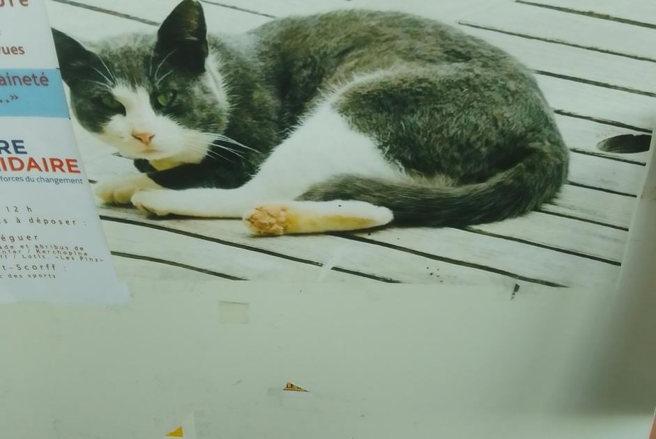 Ontdekkingsalarm Kat Mannetje Cléguer Frankrijk