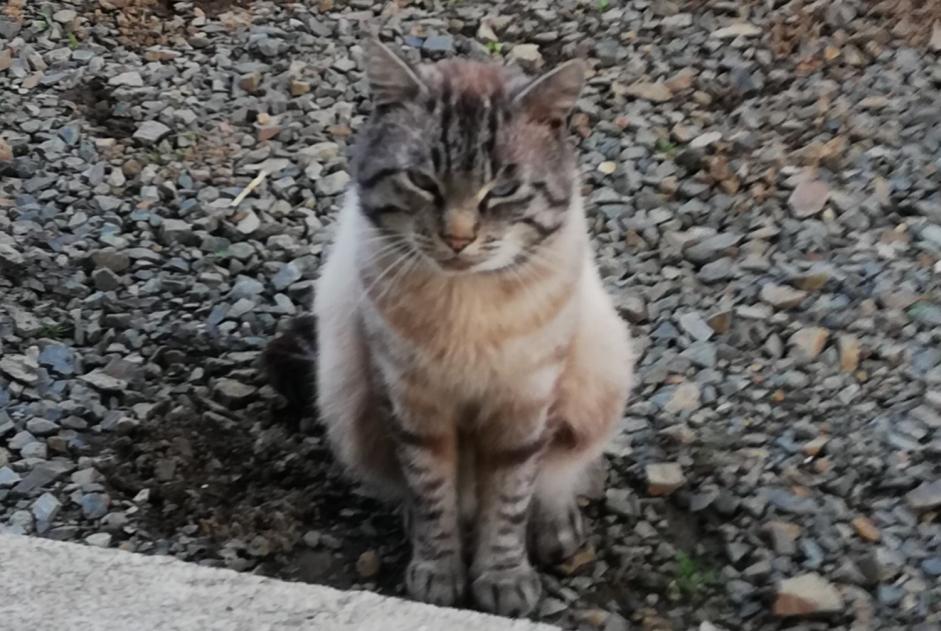 Alerta desaparecimento Gato  Macho , 4 anos Lanvollon France